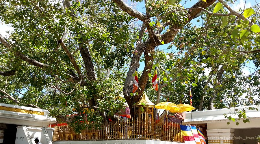 anuradhapura sri maha bodhi