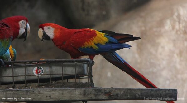 beautiful birds in sri lanka