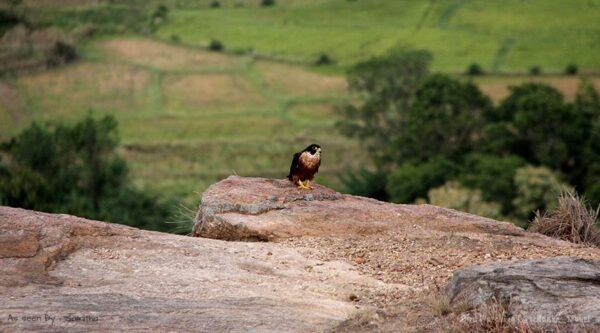 best birdwatching in sri lanka