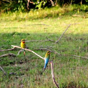 bird watching sri lanka