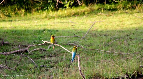 bird watching sri lanka