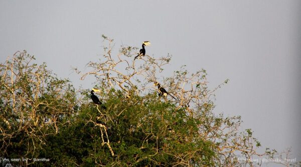 bird-watching-srilanka