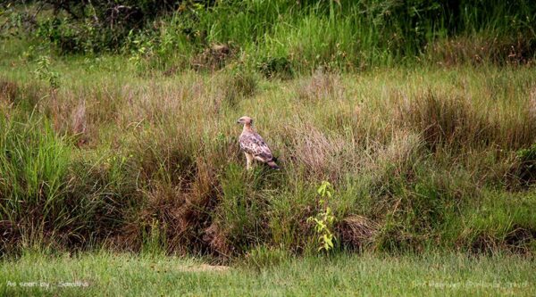 birds of ceylon