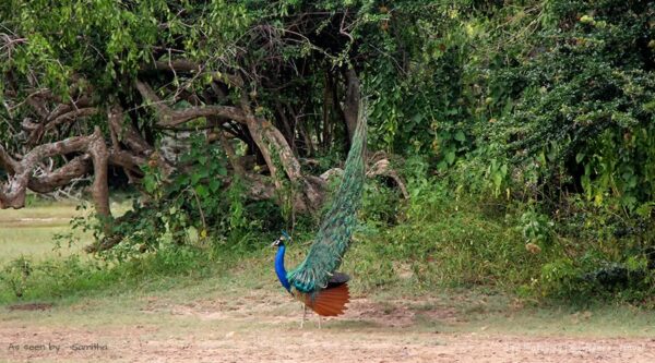 birds of srilanka