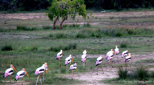 birds sri lanka