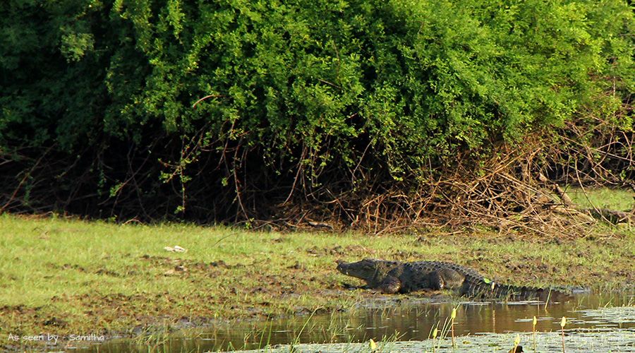 crocodiles in sri lanka