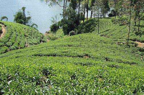 culture-ceylon-tea