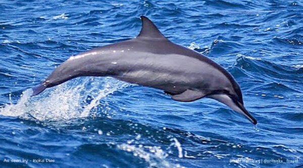 dolphin-watching-mirissa