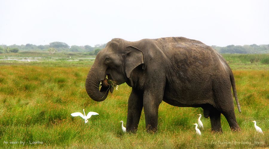 eco-sri-lanka