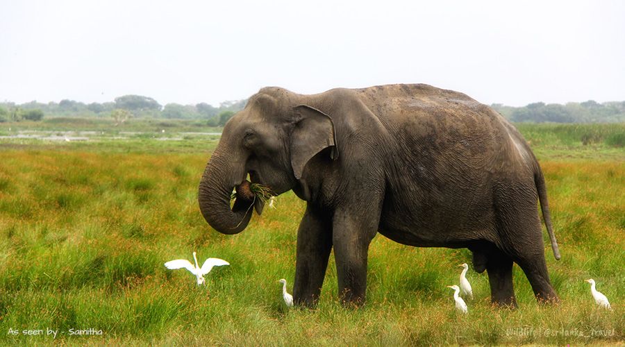 elephant lanka