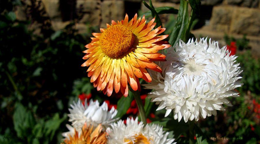 haputale-sri-lanka-flowers