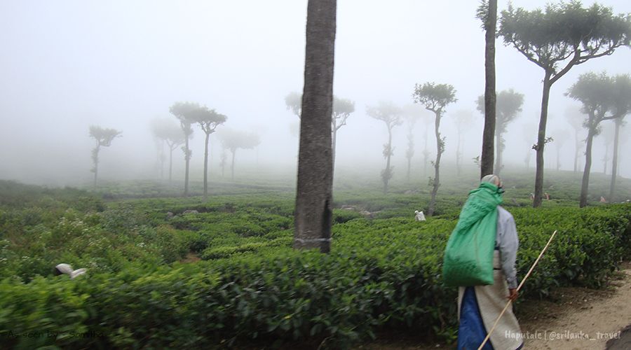 haputale-tea-plantation-sri-lanka