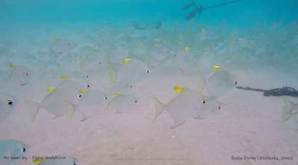 hikkaduwa scuba diving