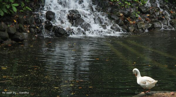 lanka birds