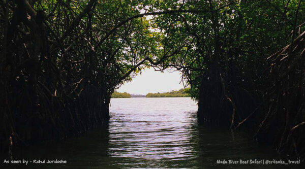 madu-ganga-balapitiya