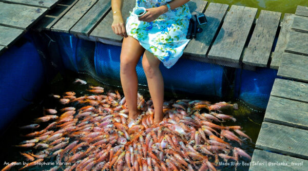 madu-river-boat-safari-sri-lanka