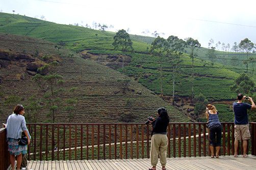 nuwara-eliya-tea-palantation