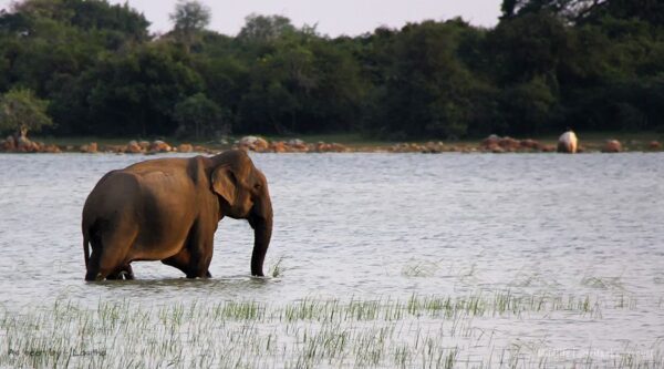 safari sri lanka