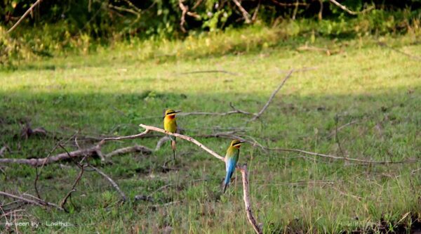 safari sri lanka yala