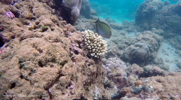 scuba diving hikkaduwa