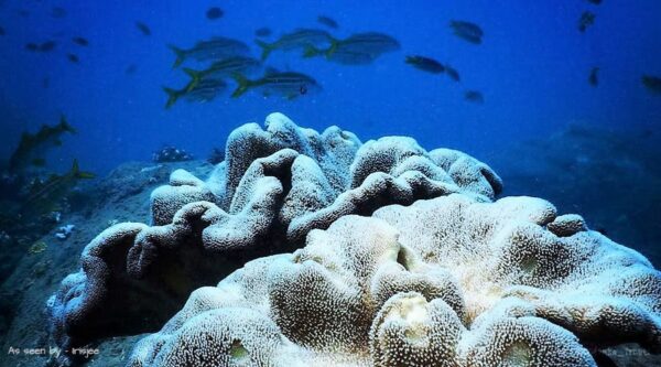 scuba diving in trincomalee