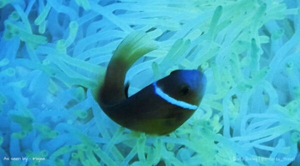 scuba in sri lanka