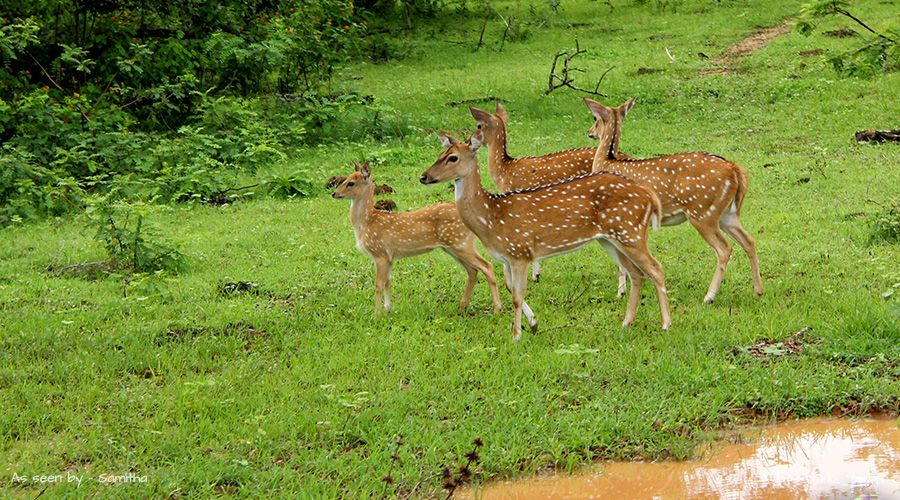 sri lanka animal