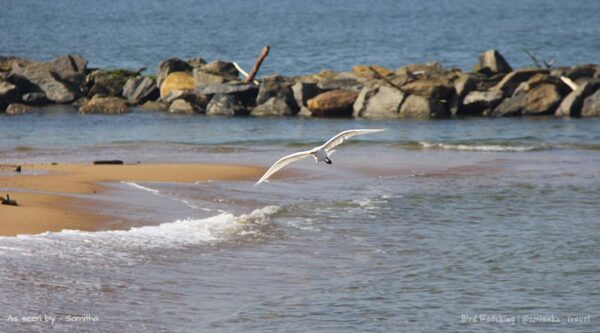 sri lanka birding