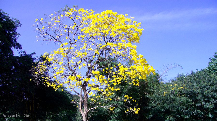 sri lanka cultural tourism