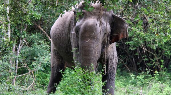 sri lanka national parks