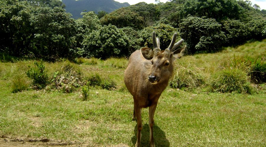 sri-lanka-nuwara-eliya