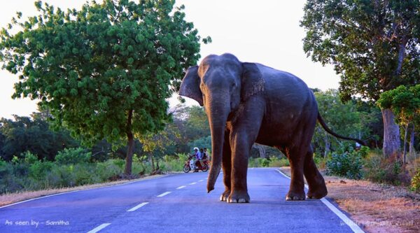 sri lanka safari packages