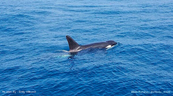 sri-lanka-whale-season