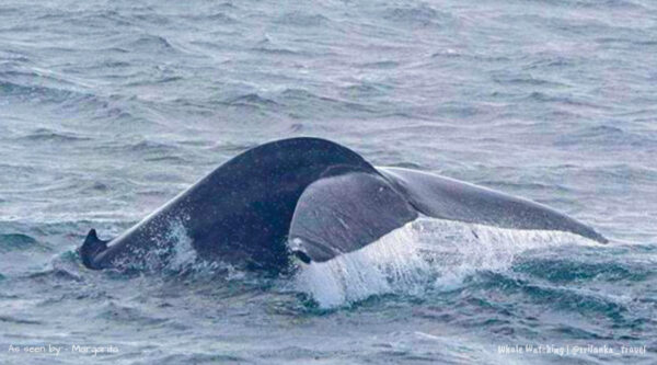 sri-lanka-whale-watching