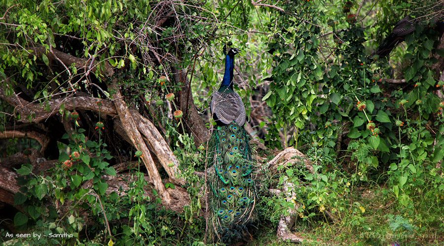 sri lanka wild animals