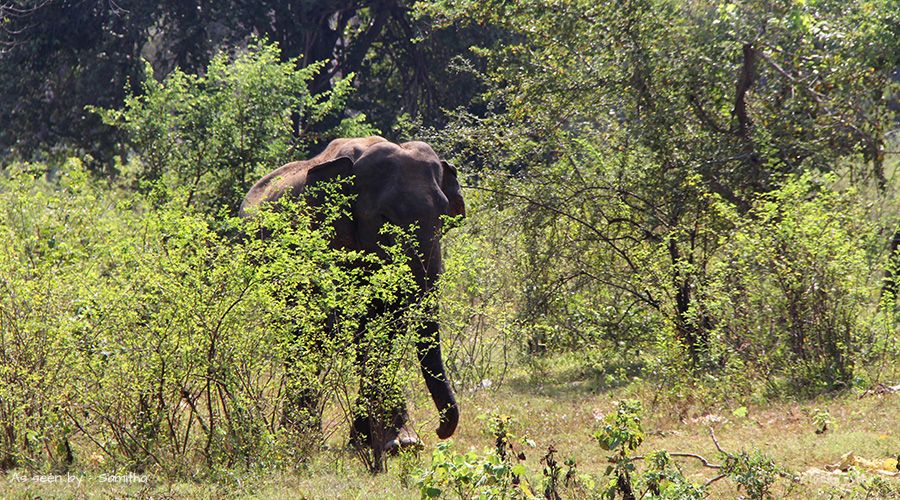 sri lankan elephant