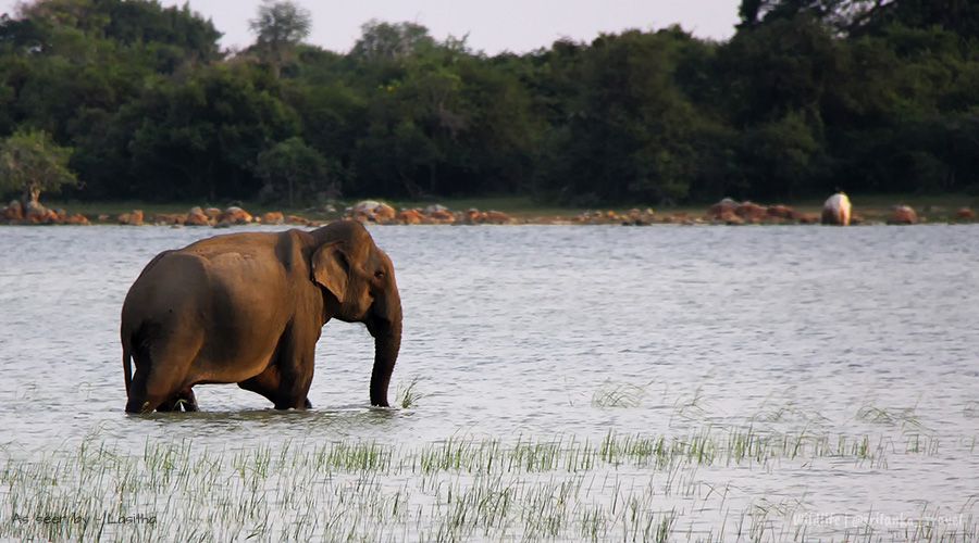 srilanka-wildlife