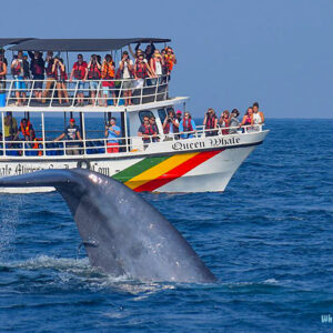 whale-watching-sri-lanka