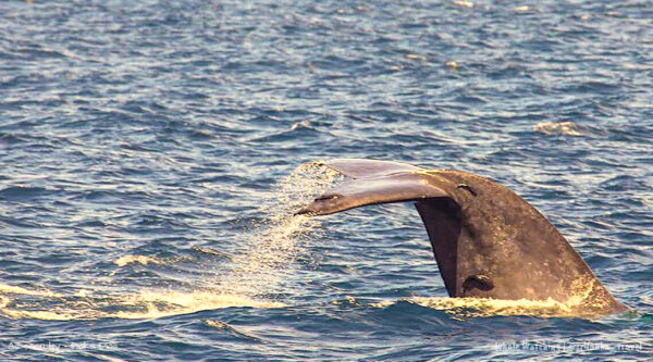 whale-watching-srilanka