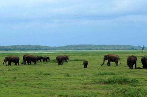 wildlife-kaudulla