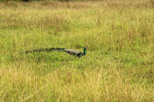 wildlife-maduru-oya