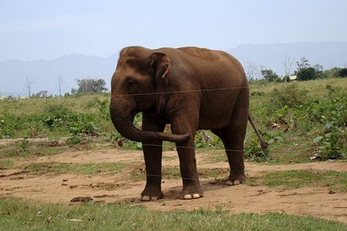 wildlife-udawalawa