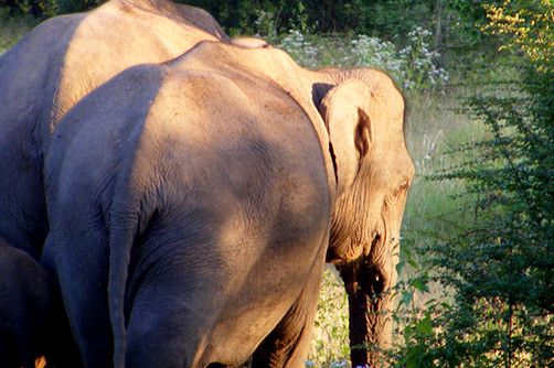 wildlife-wasgamuwa