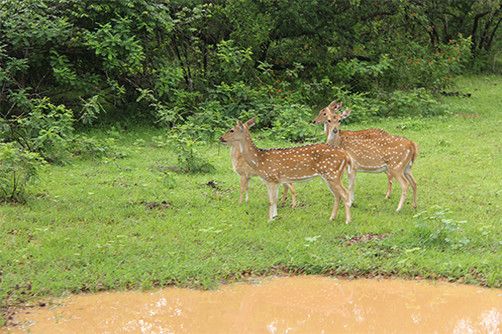 wildlife-wilpattu