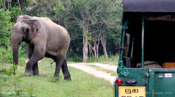 yala national park sri lanka