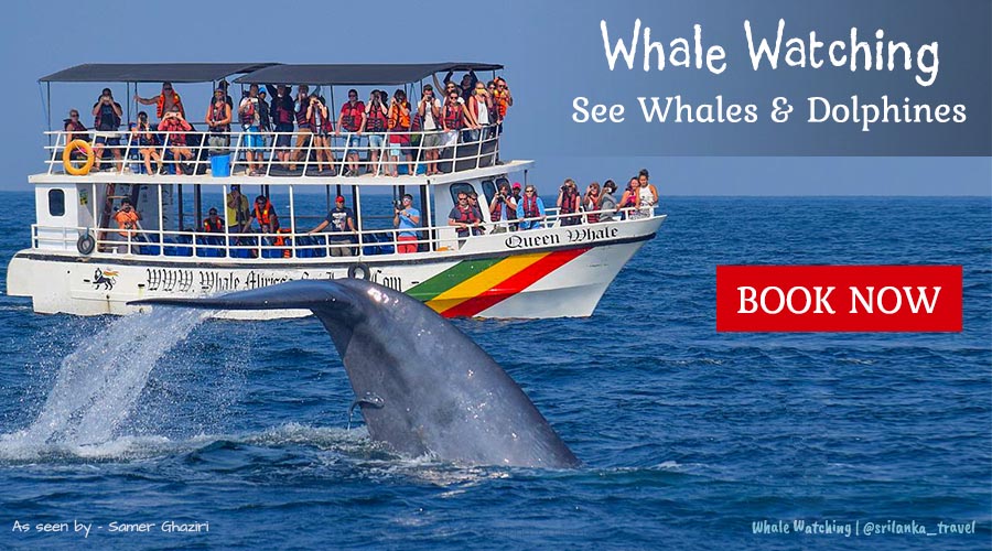 whale watching sri lanka