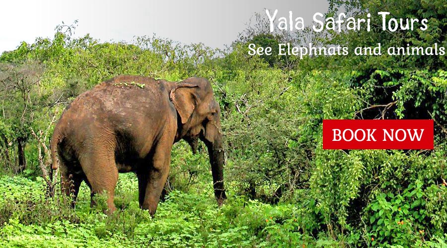 yala safari tours