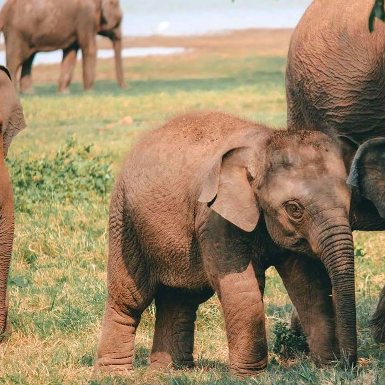 Hurulu ECO Park Ticket Price