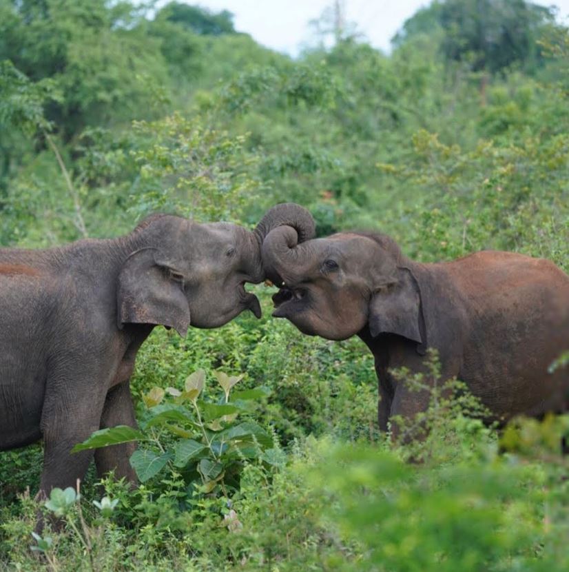 Udawalawe National Park Ticket Price