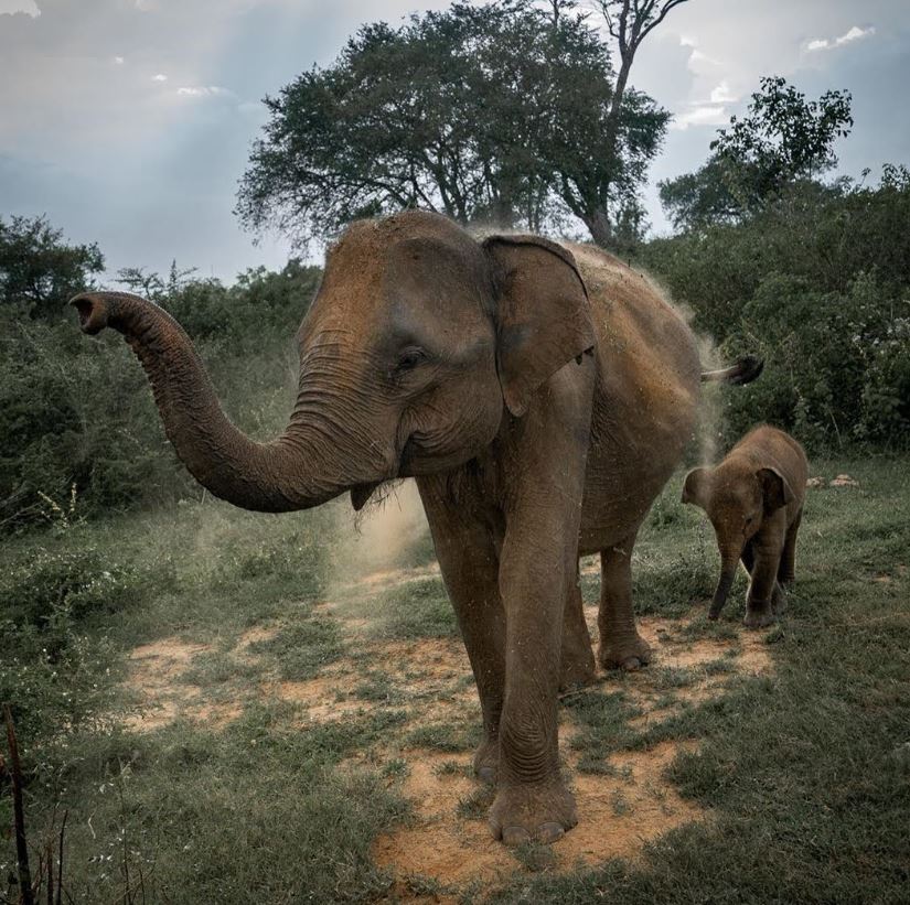 Udawalawe National Park Ticket Price